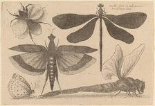Dragonflies and a Bumble Bee, 1646. Creator: Wenceslaus Hollar.