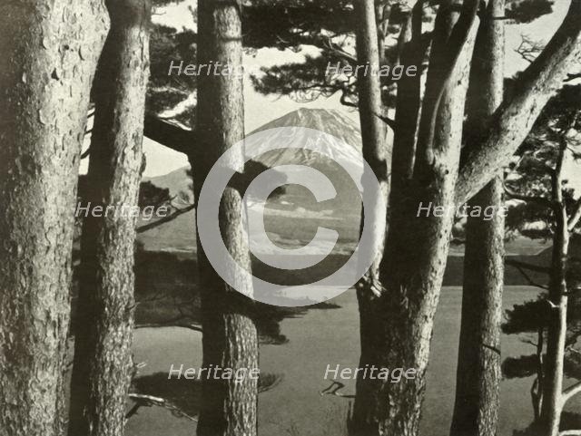 'Fuji and the Pine Trees', 1910. Creator: Herbert Ponting.