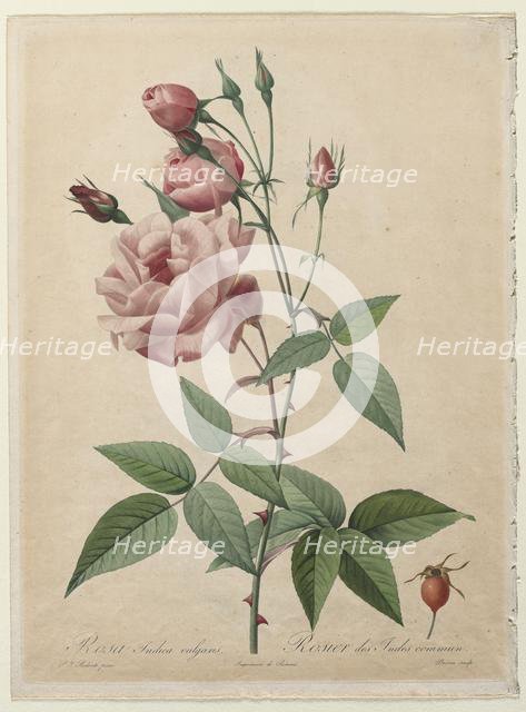 The Roses: China or Bengal Rose, 1817-1824. Creator: Henry Joseph Redouté (French, 1766-1853); Pierre-Joseph Redouté.