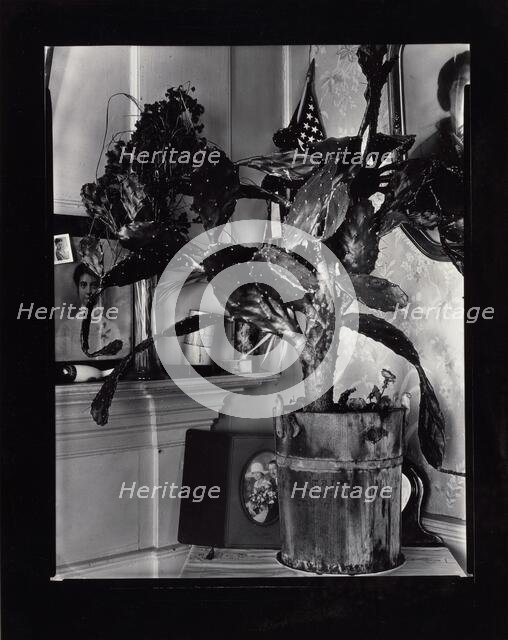 The Cactus Plant/Interior Detail of a Portuguese House, Truro, Massachusetts, 1930-1931. Creator: Walker Evans.