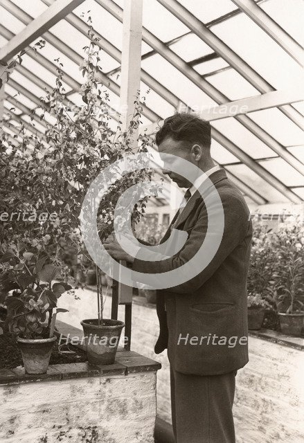 Gardeners tending plant greenhouse, York, Yorkshire, 1955. Artist: Unknown