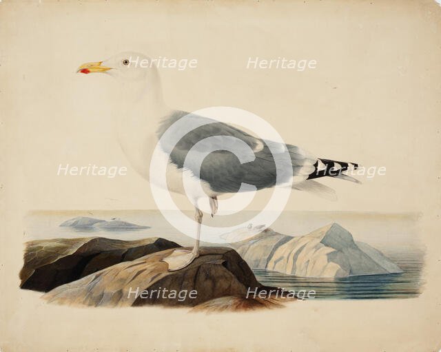 European Herring Gull, 1839. Creator: Ferdinand von Wright.