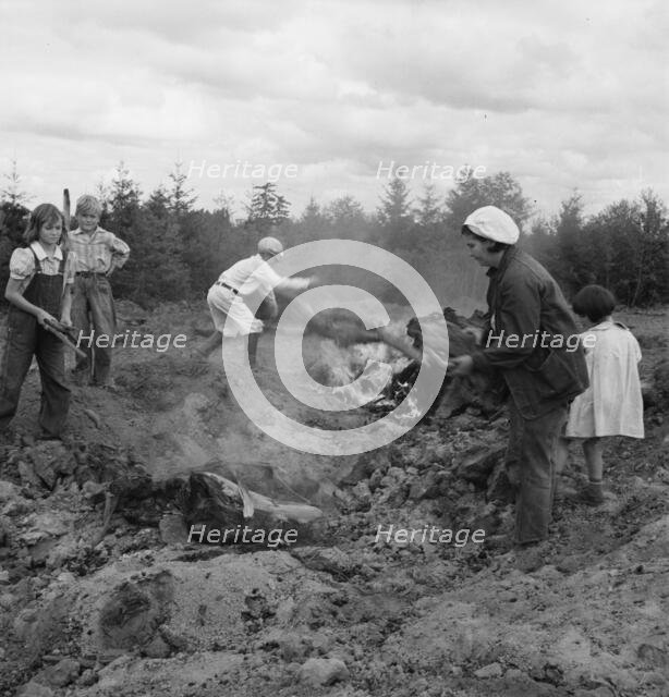 After bulldozer has taken out and piled the heavy stumps..., Michigan Hill, Thurston County, 1939. Creator: Dorothea Lange.