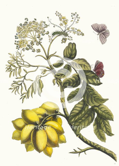 Prunier d'Amerique. From the Book Metamorphosis insectorum Surinamensium, 1705. Creator: Merian, Maria Sibylla (1647-1717).