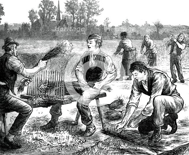 Flax rippling, c1880. Artist: Unknown