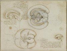 The brain, c.1508. Creator: Leonardo da Vinci (1452-1519).