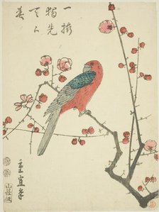 Parrot on plum branch, c. 1848/52. Creator: Utagawa Hiroshige II.