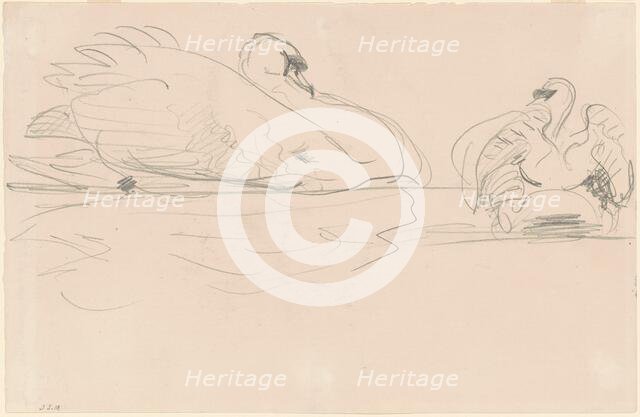 Swans in the Water, 1880-1900. Creator: John Singer Sargent.