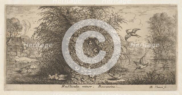 Rusticula minor, Beccassine (The Snipe): Livre d'Oyseaux (Book of Birds), 1655-1660., Creator: albert flamen.