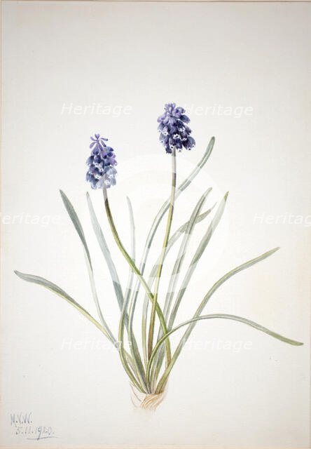 Grape Hyacinth (Muscari racemosum), 1920. Creator: Mary Vaux Walcott.