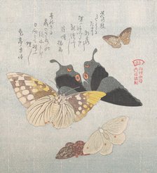 Various moths and butterflies, 19th century. Creator: Kubo Shunman.