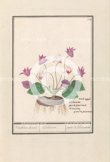 Cyclamen, 1596-1610.  Creators: Anselmus de Boodt, Elias Verhulst.