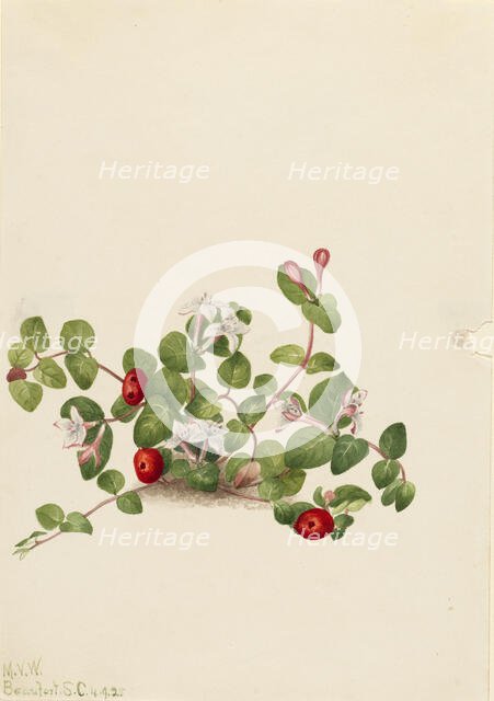 Partridgeberry (Mitchella repens), 1925. Creator: Mary Vaux Walcott.