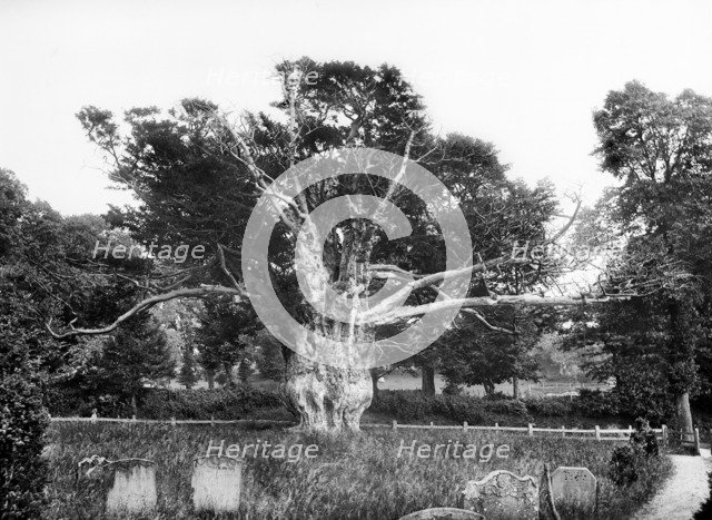 Ancient yew tree, Aldworth, Berkshire, 1895. Artist: Henry Taunt.