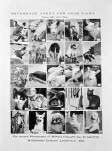 Animal montage, 1970. Artist: John Gay.