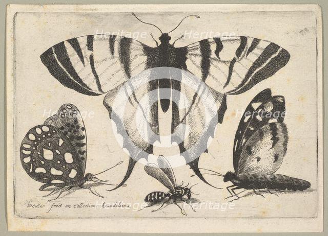 Three Butterflies and a Wasp, 1646. Creator: Wenceslaus Hollar.