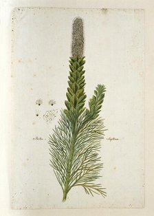 Paranomus sceptrum-gustavianus (Sparrm.) Hyllander (King Gustav’s Skeptre), 1777-1786. Creator: Robert Jacob Gordon.