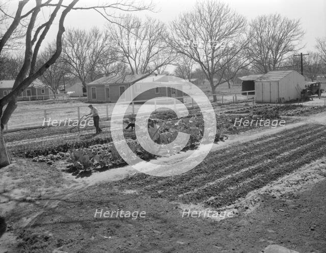 El Monte federal subsistence homesteads, California, 1936. Creator: Dorothea Lange.
