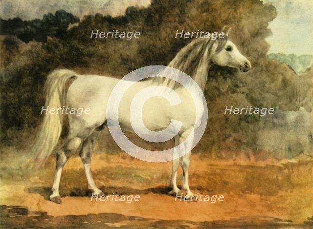 'A Famous Arabian Stallion', c1870s, (1944).  Creator: Anne Blunt.