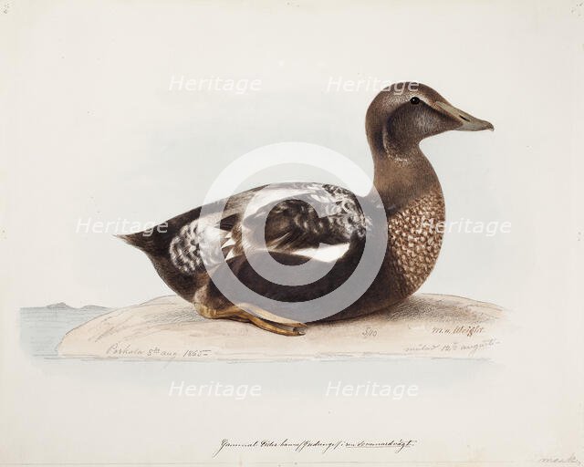 Common Eider, Old Male in Summer, 1865. Creator: Magnus von Wright.