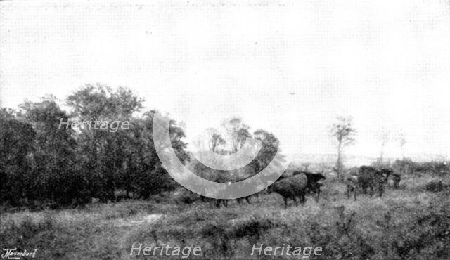 Pictures from the Royal Academy; April: Forenoon in the Condette Dunes - H. W. B. Davis, R.A., 1895. Creator: George Meisenbach.