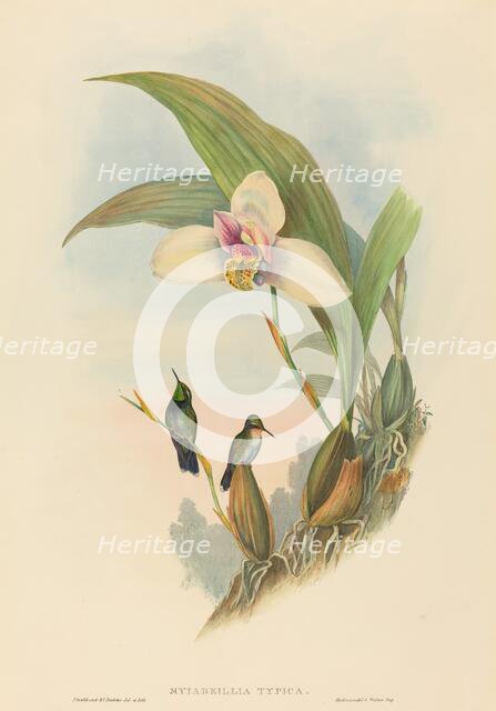 Myiabeillia typica (Abeille's Hummingbird). Creators: John Gould, Henry Constantine Richter.