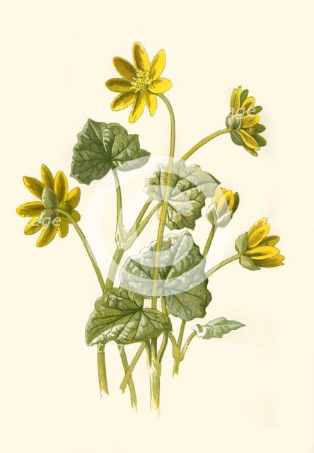 'Lesser Celandine', 1877. Creator: Frederick Edward Hulme.