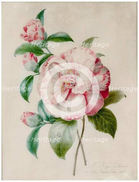 Camellia branch, 1848. Creator: Lallemand, Adélaïde (1817-1883).