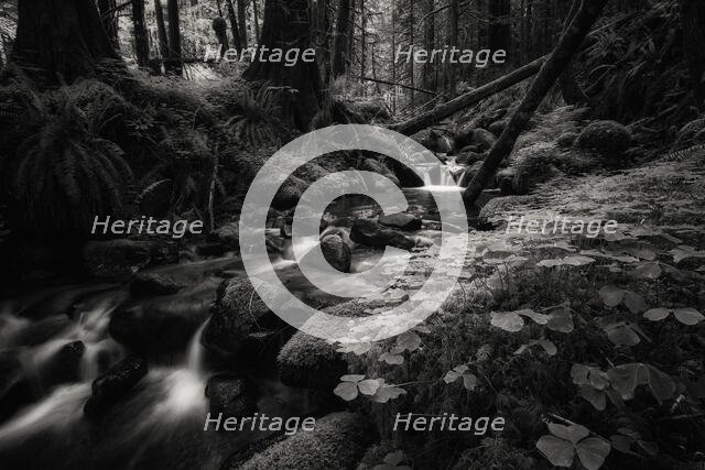 Secret Forest. Creator: Joshua Johnston.