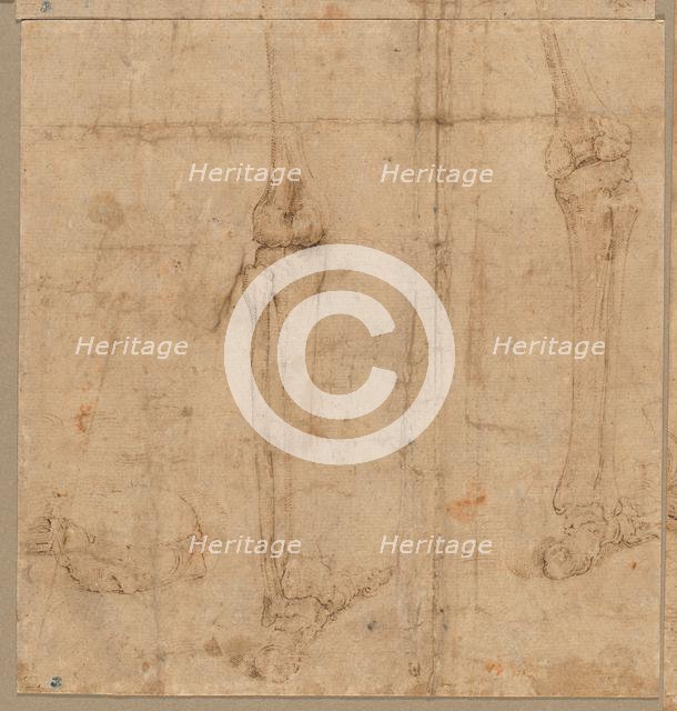 Lower Half of Skeleton from the Back, early 1540s. Creator: Battista Franco (Italian, c. 1510-1561).