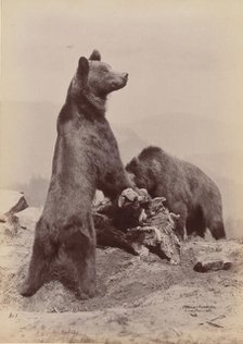 [Two Bears], 1889. Creator: Ottomar Anschütz.