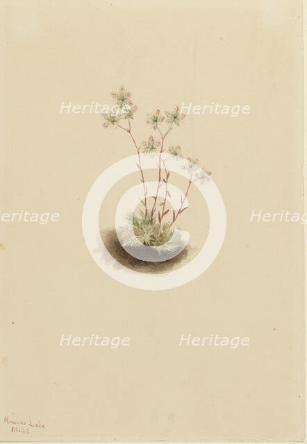 Spotted Saxifrage (Saxifraga bronchialis), 1903. Creator: Mary Vaux Walcott.