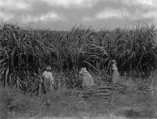 Cutting sugar cane, Baton Rouge, La., between 1900 and 1920. Creator: Unknown.