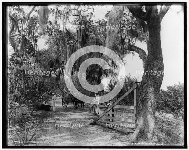 Entrance to Bostrom's, near Ormond, between 1880 and 1897. Creator: William H. Jackson.
