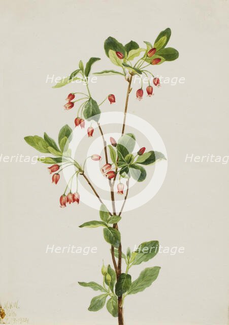 Western Menziesia (Menziesia glabella), 1924. Creator: Mary Vaux Walcott.