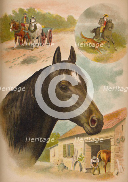 'The Horse', c1900. Artist: Helena J. Maguire.