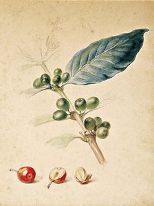 Coffee, c1818. Creator: Debret, Jean-Baptiste (1768-1848).