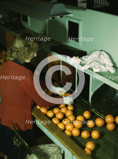 Grading oranges at a co-op orange packing plant, Redlands, Calif., 1943. Creator: Jack Delano.