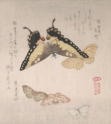 Various moths and butterflies, 19th century. Creator: Kubo Shunman.