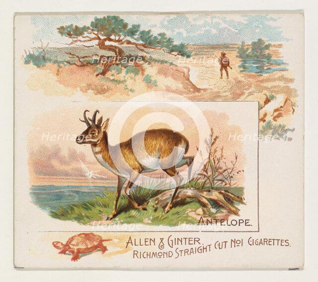 Antelope, from Quadrupeds series (N41) for Allen & Ginter Cigarettes, 1890. Creator: Allen & Ginter.