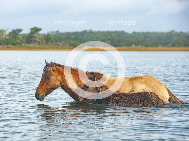 Swim Practice. Creator: Eve Turek.