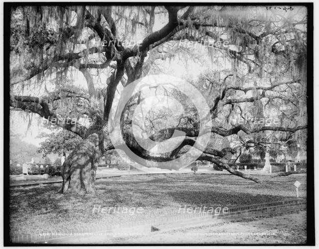 Magnolia Cemetery, live oaks, Charleston, S.C., c1900. Creator: Unknown.