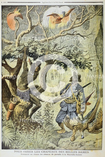 Killing Birds of Paradise, New Guinea, 1908. Artist: Unknown