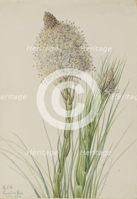 Beargrass (Xerophyllum tenax), 1924. Creator: Mary Vaux Walcott.