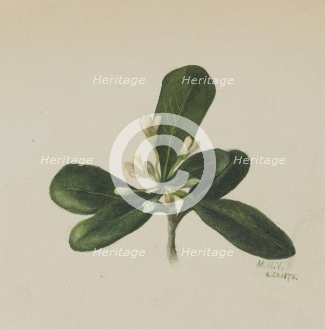 (Untitled--Flower Study), 1876. Creator: Mary Vaux Walcott.