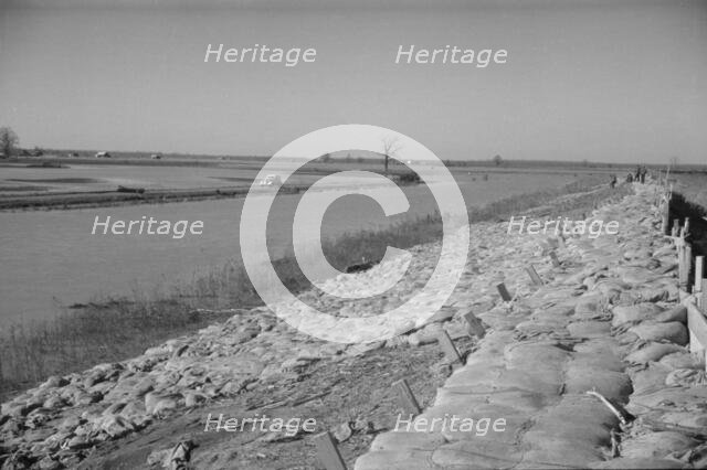 The Bessie Levee, along a subsid...Mississippi River, near Tiptonville, Tennessee, 1937. Creator: Walker Evans.