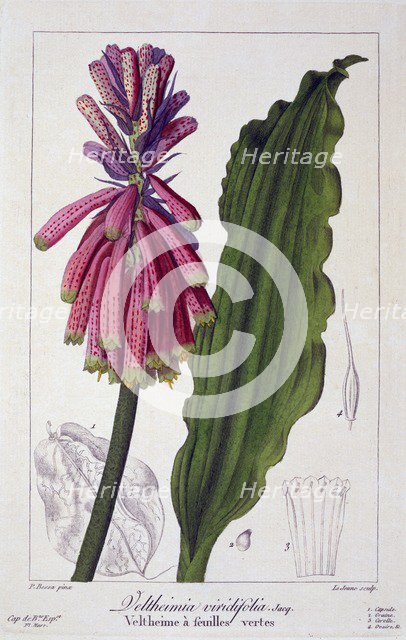 Veltheimia viridifolia, pub. 1836. Creator: Panacre Bessa (1772-1846).