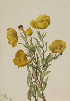 Bushpoppy (Dendromecon rigidum), 1927. Creator: Mary Vaux Walcott.