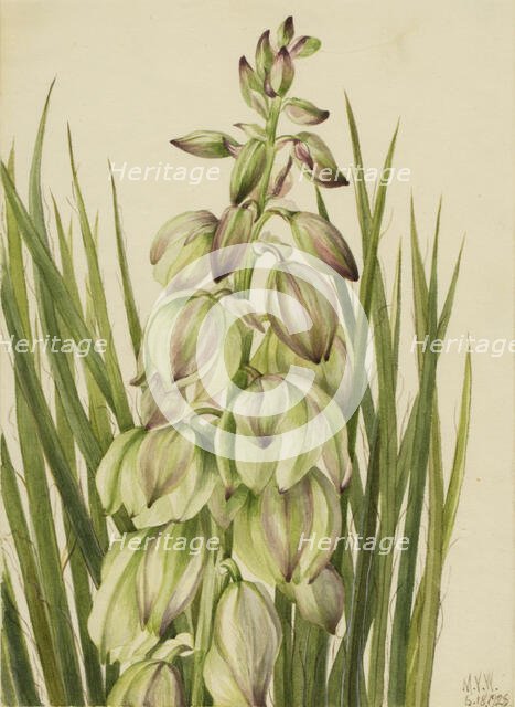 Yucca (Yucca baileyi), 1928. Creator: Mary Vaux Walcott.