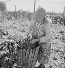 Mother of family now migrants of Pacific coast, picking hops, Polk County, Oregon, 1939. Creator: Dorothea Lange.